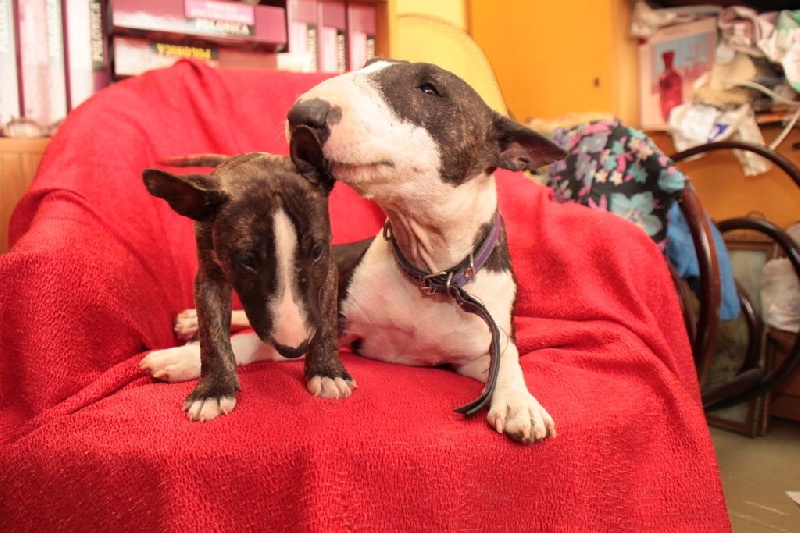 Chiots Mini Bullterrier